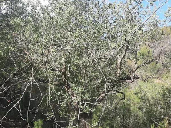 Terreno en calle Sant Antoni s/n