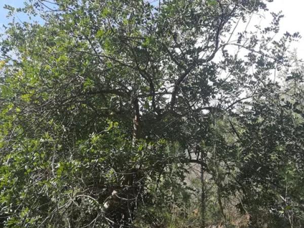 Terreno en calle Sant Antoni s/n