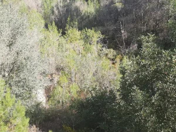 Terreno en calle Sant Antoni s/n