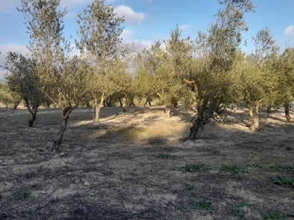 Terreno en Cv-711 s/n