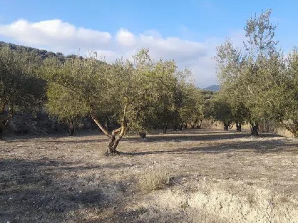 Terreno en Cv-711 s/n