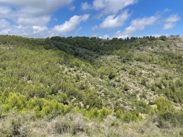 Terreno en calle de la Malva, 1