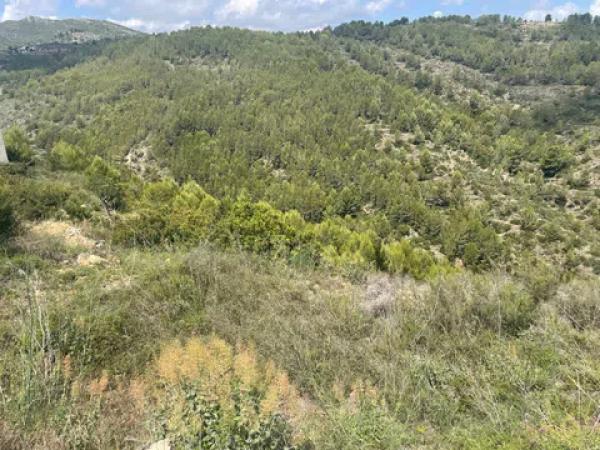 Terreno en calle de la Malva, 1