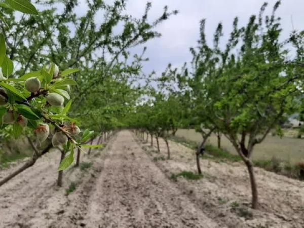 Terreno en calle major, 175