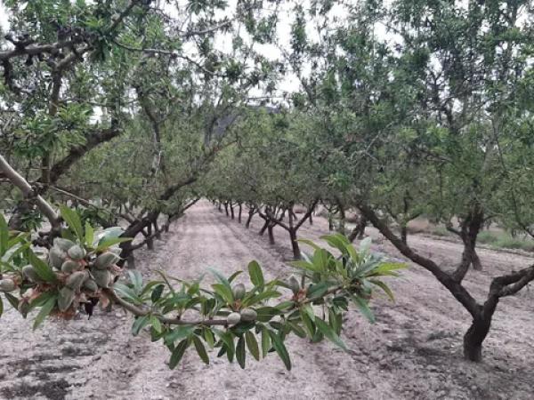 Terreno en calle major, 175
