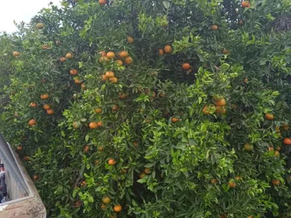 Terreno en calle de la Font, 10