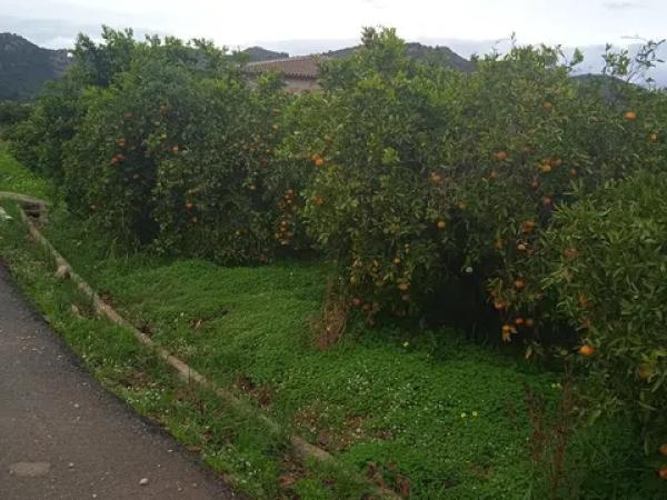 Terreno en calle de la Font, 10