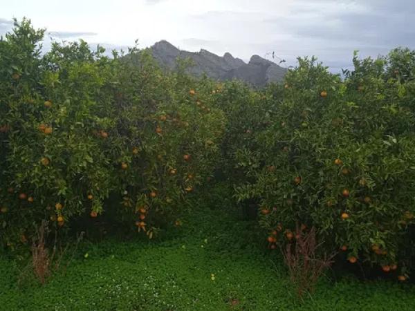 Terreno en calle de la Font, 10