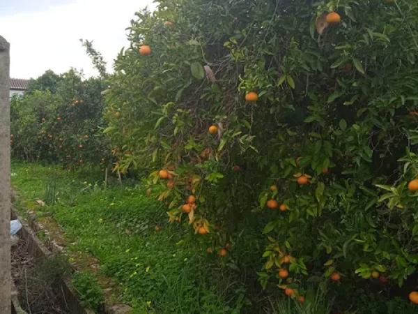 Terreno en calle de la Font, 10