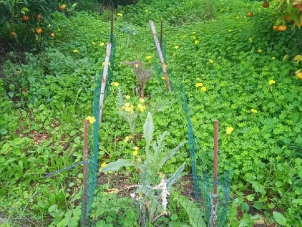 Terreno en calle de la Font, 10