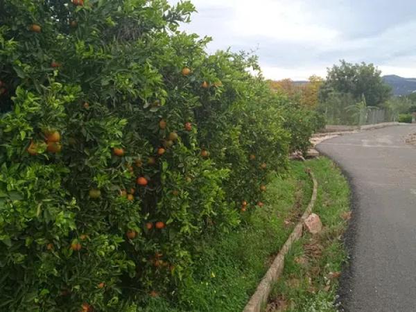 Terreno en calle de la Font, 10