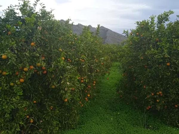 Terreno en calle de la Font, 10