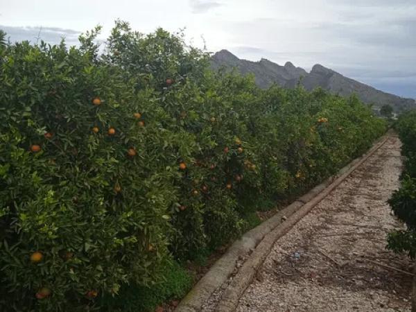 Terreno en calle de la Font, 10