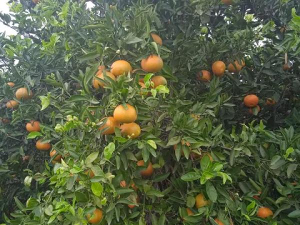 Terreno en calle de la Font, 10