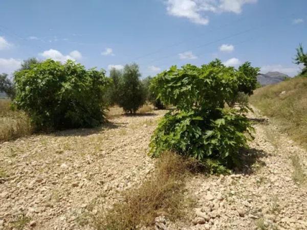 Terreno en Hondón de las Nieves