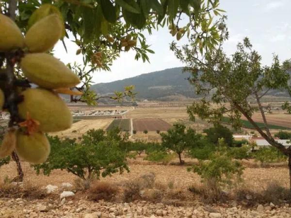 Terreno en Hondón de las Nieves