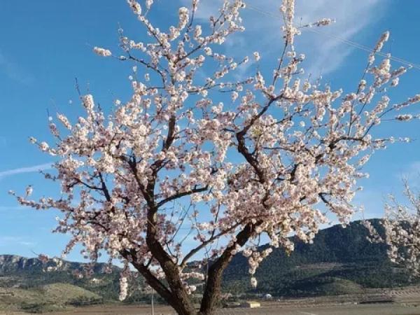 Terreno en Hondón de las Nieves