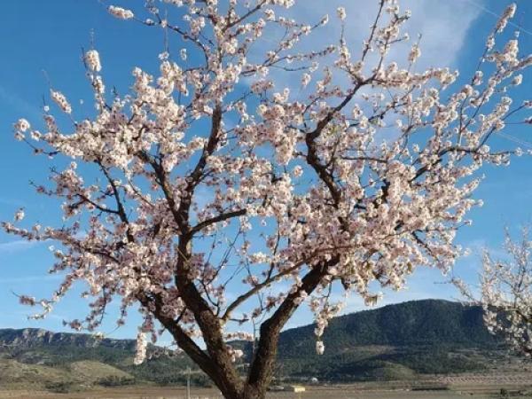Terreno en Hondón de las Nieves