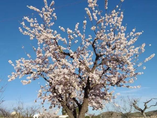 Terreno en Hondón de las Nieves