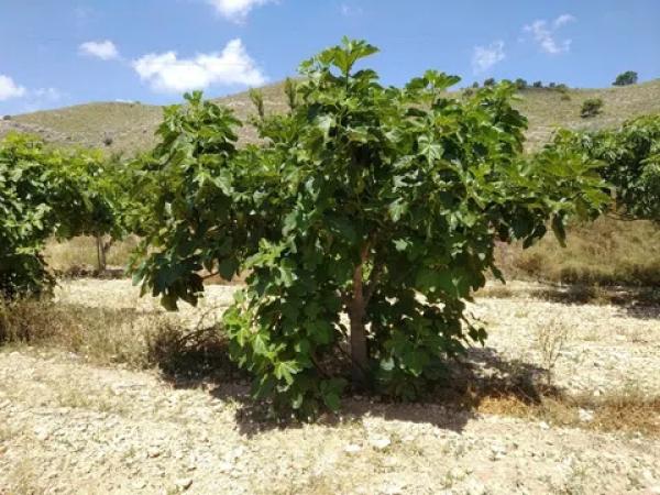 Terreno en Hondón de las Nieves