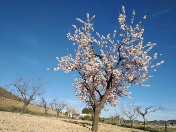 Terreno en Hondón de las Nieves