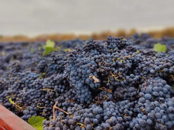 Terreno en calle San Isidro