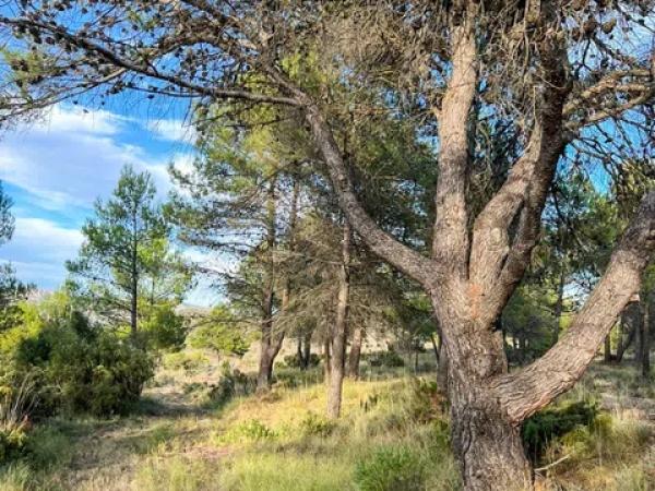 Terreno en calle Sant Antoni, 50