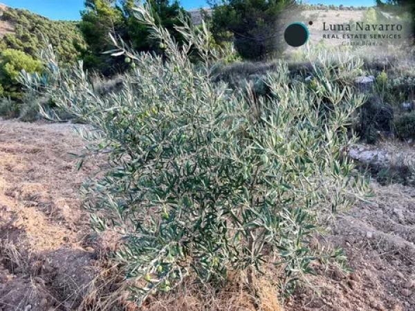 Terreno en calle Sant Antoni, 50