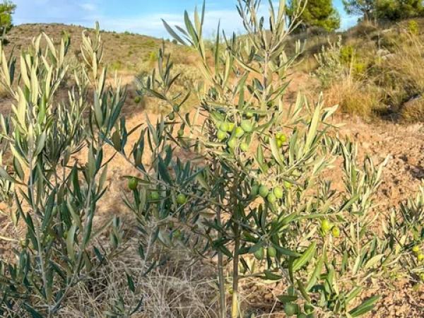 Terreno en calle Sant Antoni, 50