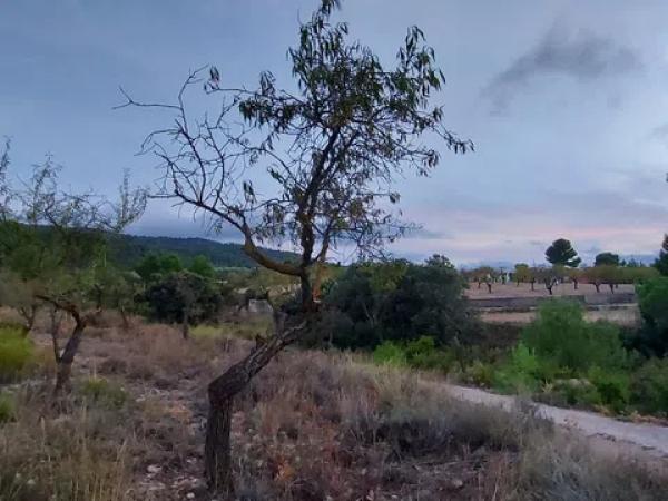 Terreno en Partida la Devesa, 138