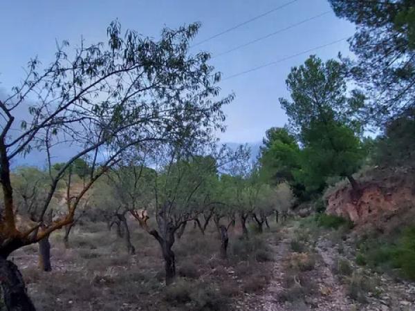 Terreno en Partida la Devesa, 138