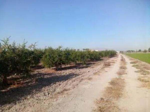 Terreno en camino de lo Chicharra, 14