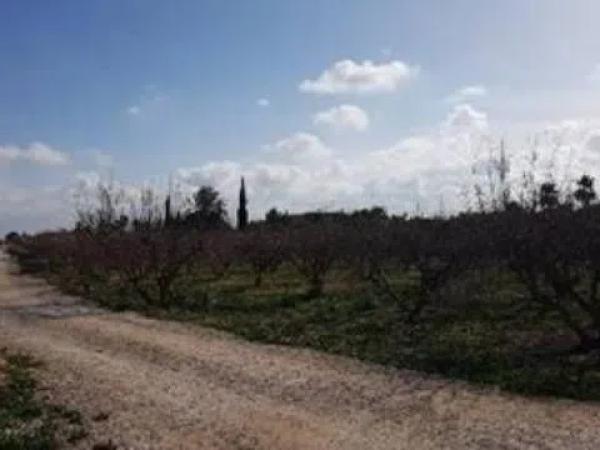 Terreno en camino de lo Chicharra, 14