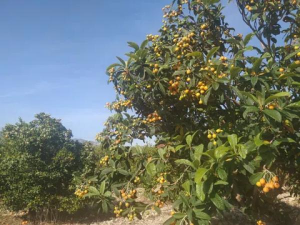 Terreno en Partida Dehesa la Gp. 13, 16