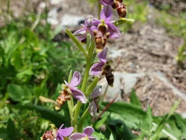 Terreno en Les Murtes, 16