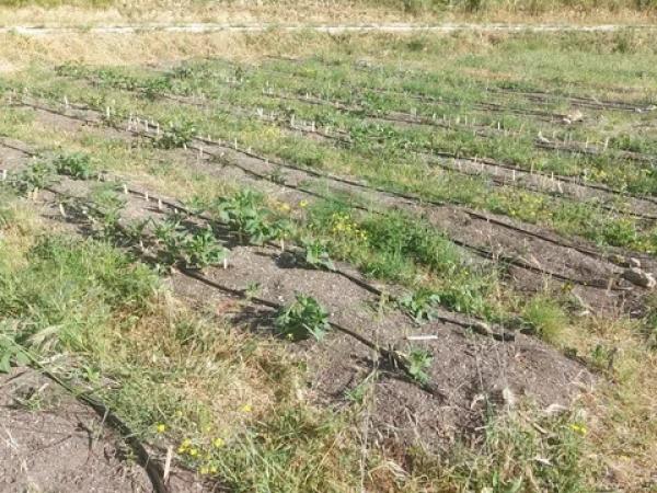 Terreno en Les Murtes, 16