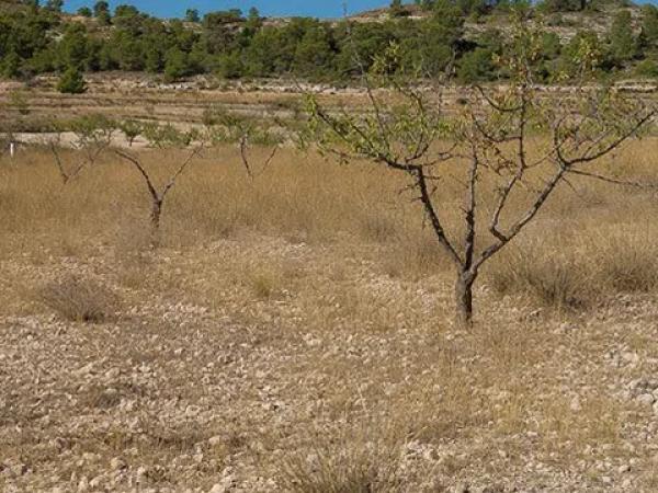 Terreno en La Caballusa