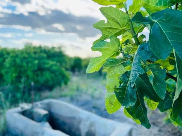 Terreno en Almoradí