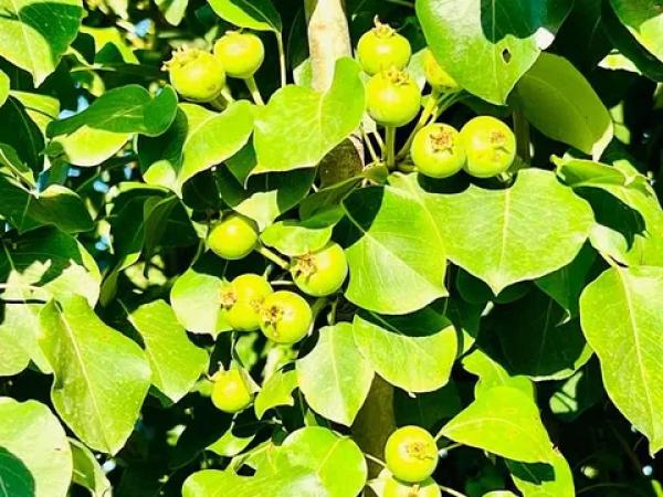 Terreno en Almoradí