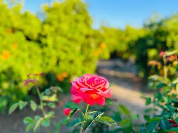 Terreno en Almoradí