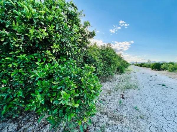 Terreno en Almoradí