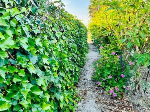 Terreno en Almoradí