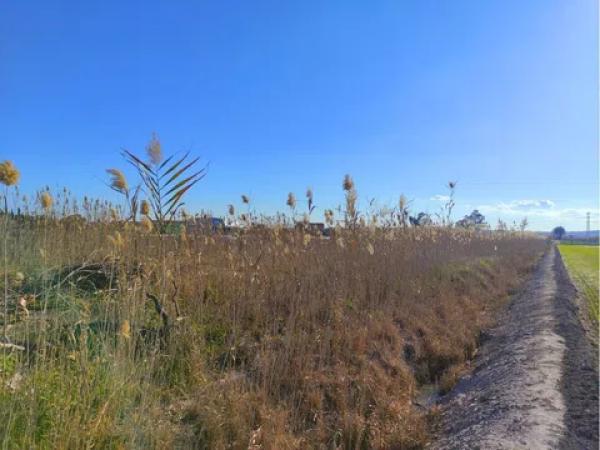 Terreno en San Fulgencio