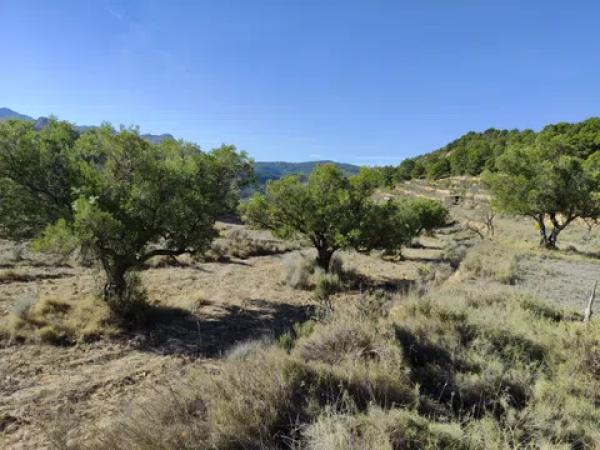 Terreno en Partida Bortolons, 11