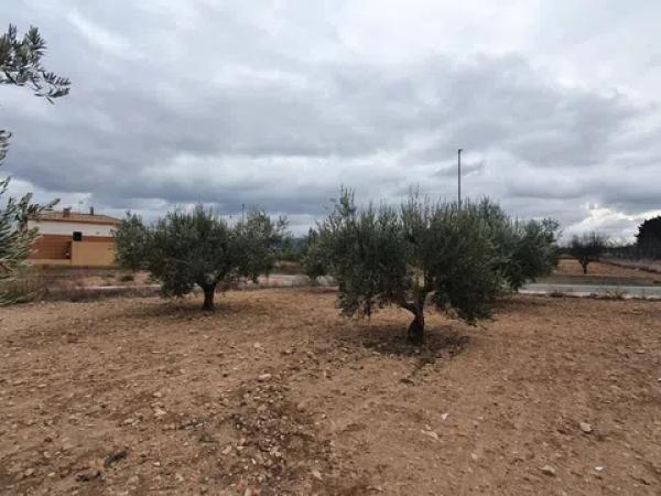 Terreno en calle de los Músicos, 29