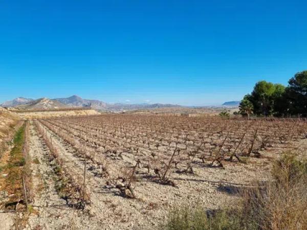 Terreno en Partida Horna Alta, 12 g