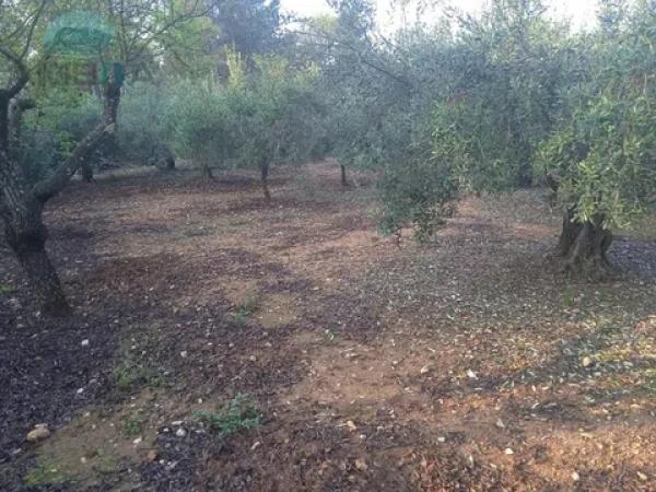 Terreno en Vall de Gallinera