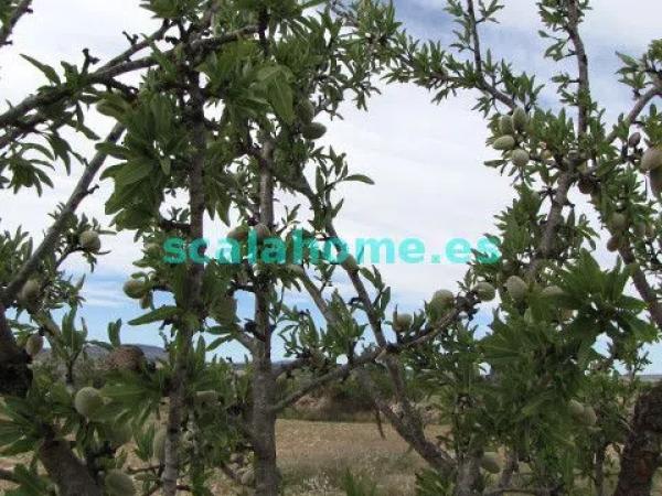 Terreno en Diseminado Ubeda, 25 s/n