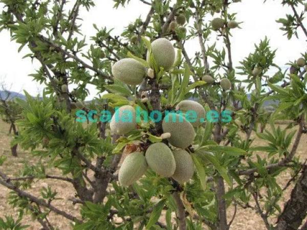 Terreno en Diseminado Ubeda, 25 s/n