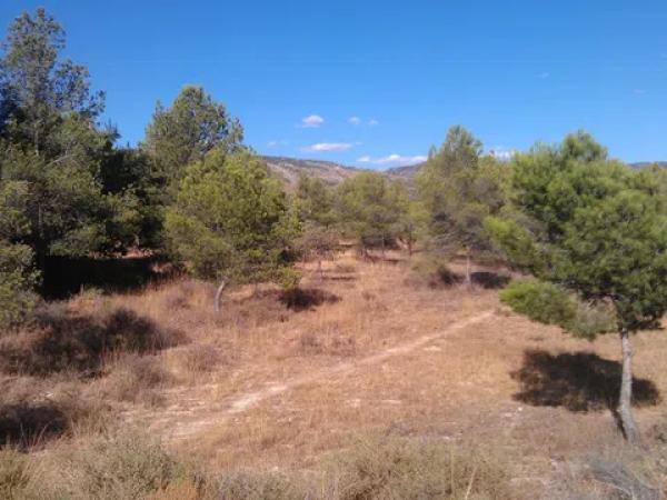 Terreno en via de Alicante, km 210